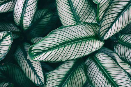 Dark Green leaves pattern background, Beautiful leaf pattern texture for wallpaper and backdrop. Natural background. tropical leaf. abstract green leaf texture.の写真素材