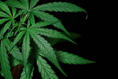 Marijuana leaves, cannabis on a dark background, beautiful background, indoor cultivation. Medical concept Researching hemp leaves and hemp oil Using oil as a treatment herb. Soft selected focusの写真素材