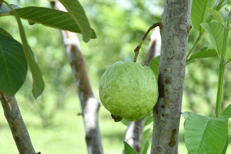 Organic guava fruit. Green guava fruit hanging on tree in agriculture farm of Thailand in harvesting...