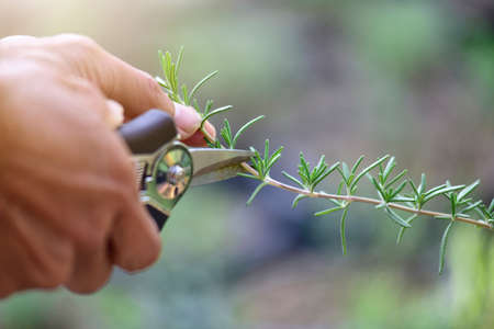 gardening, nature and people concept-Man cuts a lavender bouquet with garden scissors. Pruning a...