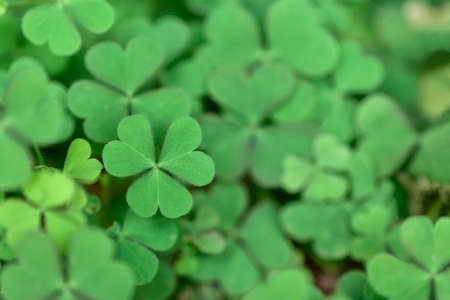 Lucky Irish Four Leaf Clover in the Field for St. Patricks Day or Heart Shape in Green Clover Leaf...