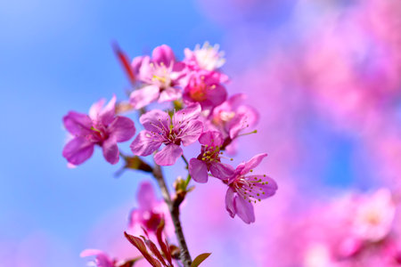 Close up pink sakura blossom, beautiful pink flowers or king tiger tree or Thai cherry blossom, and...