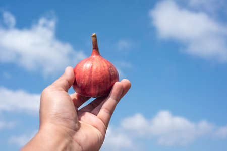 Figs in hand on sky background. Farmer checking the quality of ripe fruit, its color and quality. fruit edible with purplish red skin and soft, sweet flesh with many seeds. Horticultural Spanish.の写真素材