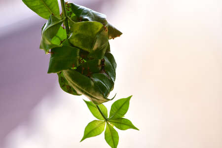 Red antâs nest or antâs haunt made of leaf. Teamwork concept. selective focus and copy space.の写真素材