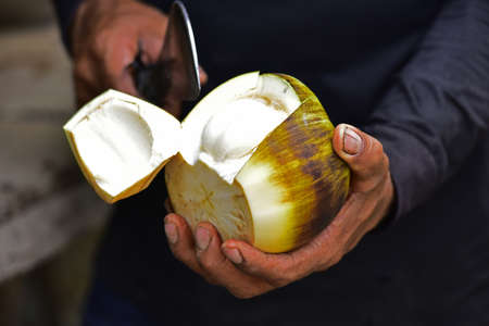 fresh Palmyra palm fruit and shell of Palmyra palm. Asian Toddy palm, Sugar palm.