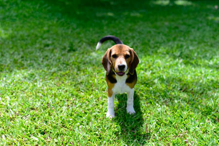 The beagle stands in the grass. Breed dog portrait. Happy Dog on the walk in the park. healthy dog conceptの写真素材