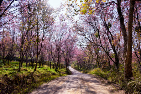 Beautiful pink sakura Flower at phu lom lo Loei, Thailand., Wild Himalayan Cherry., Prunus cerasoides. soft selected focusの写真素材