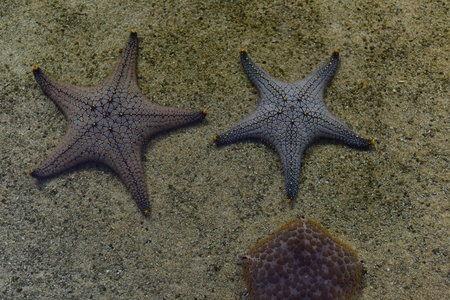 Starfish underwater on the sandy ocean floor.の写真素材