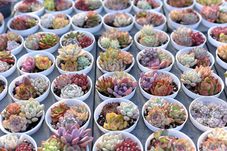 Top View. succulent cactus in planter or Miniature cactus pot decorate in the garden. various types...