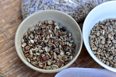 Low quality raw coffee beans. Coffee bean with defect, low grade.の写真素材