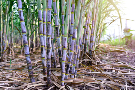 Sugar cane stalks with sugar cane plantation background. sugarcane agricultural economy. Sugarcane planted to produce sugar and food. Sugarcane plant sent from the farm to the factory to make sugar.の写真素材