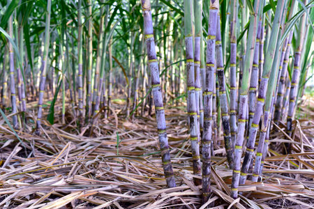 Sugar cane stalks with sugar cane plantation background. sugarcane agricultural economy. Sugarcane planted to produce sugar and food. 
Sugarcane plant sent from the farm to the factory to make sugar.の写真素材