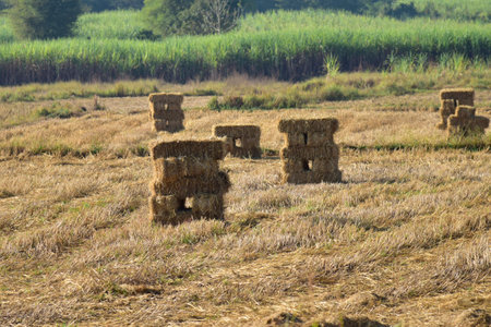 Bald Straw, Hay Bales and Agricultural Products, Stacked Yellow Straw Bales for Animal Feed and...
