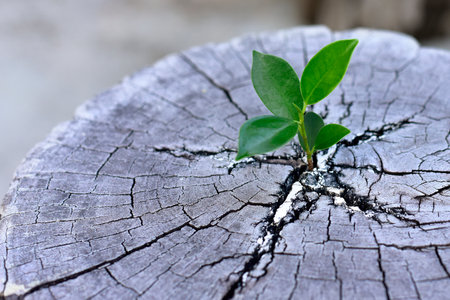 Young plants try to regenerate on dead stump. Recovery, Concept requires resilience, adaptability,...