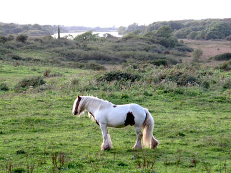A horse standing in a landscape with a river in the distanceの写真素材