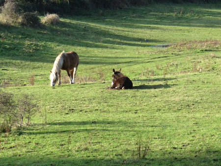 A horse standing and a donkey sitting beside each other in a fieldの写真素材
