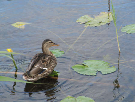  A female mallard duck sitting on water amid pond leaves                              の写真素材