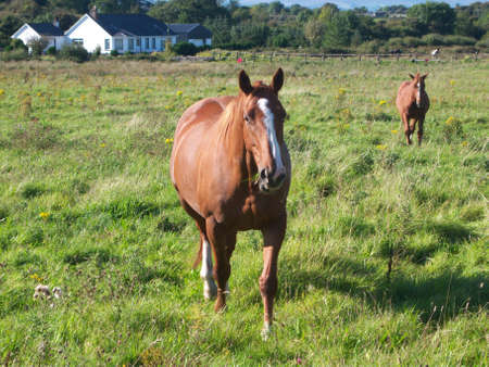 Two horses in a field with long grass の写真素材