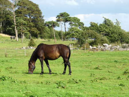 A horse in a field eating grassの写真素材