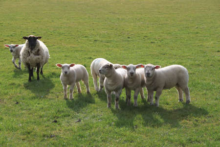 Some sheep and lambs in a fieldの写真素材