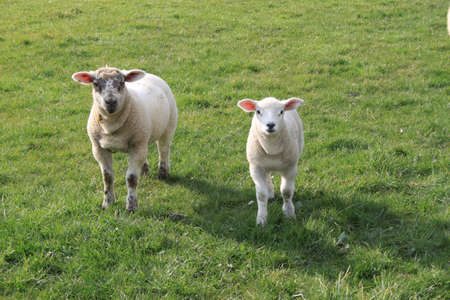 Two curious lambs standing in a fieldの写真素材