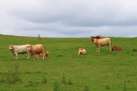 Some cows and calves standing and lying in a fieldの写真素材