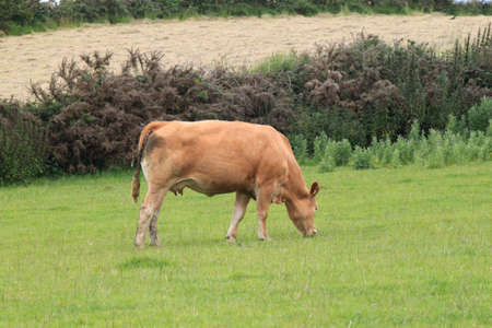 A lone cow in a field, grazing.の写真素材