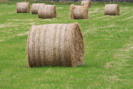 Some saved round hay bales on the ground in a fieldの写真素材