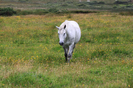 A single grey horse walking across a fieldの写真素材
