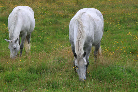 Two grey horses grazing in a fieldの写真素材