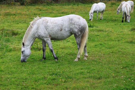 A horse grazing in a field and three other horses grazing in the backgroundの写真素材