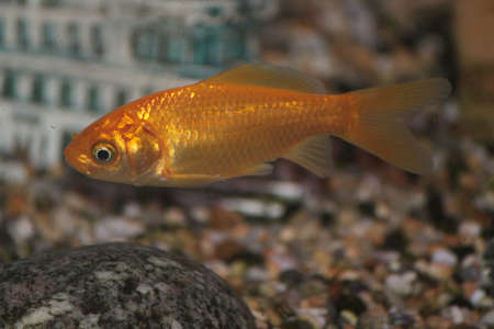 A goldfish swimming around in an aquariumの写真素材
