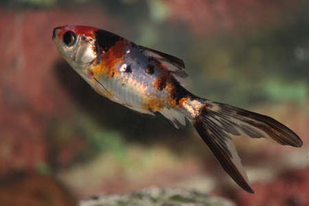 A goldfish swimming around in an aquariumの写真素材