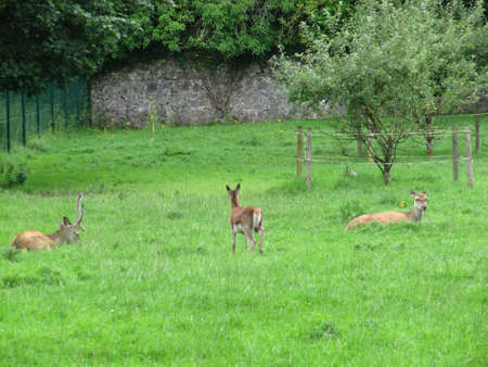 Some deer at Gort, County Galway, Ireland.の写真素材