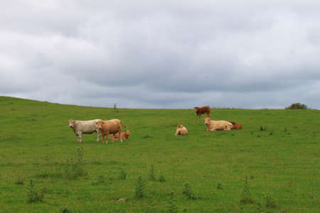 Some cows and calves standing and lying in a fieldの写真素材