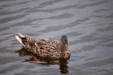 A female mallard duck swimming in shallow waterの写真素材