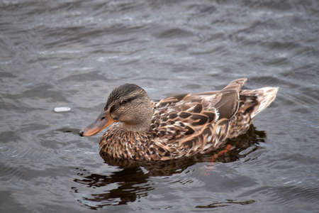 A female mallard duck swimming in shallow waterの写真素材