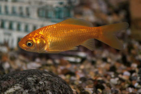A lone goldfish swimming in an aquariumの写真素材