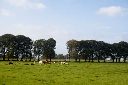 Several cows in a field with some trees behind themの写真素材