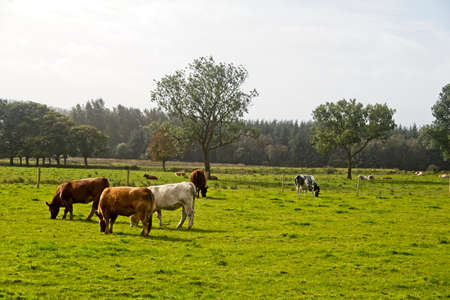 Several cows in a field with some trees behind themの写真素材