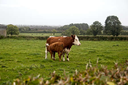 A cow and calf standing in a fieldの写真素材