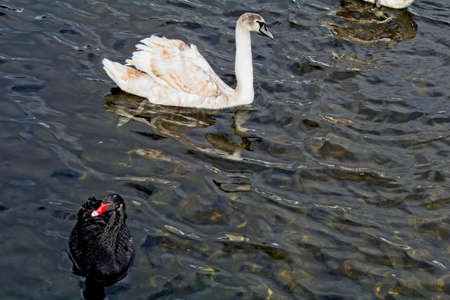 A black swan and a white swan swimmingの写真素材