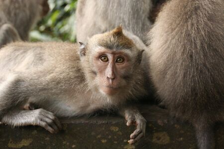 Monkey