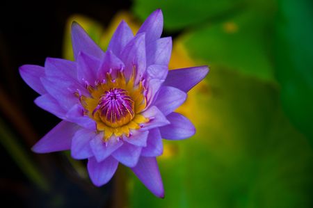 The beautiful lotus at pool in the evening.の写真素材