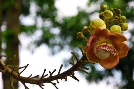 The beautiful flower at park in the evening.の写真素材