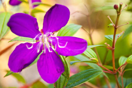 The beautiful flower at park in the evening.の写真素材