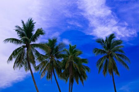 Coconut trees and blue skyの写真素材