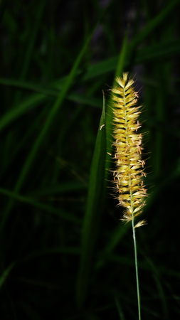 flower weeds