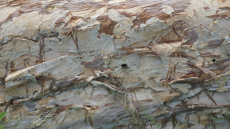 wood motif, wood texture can be used as the background of a pictureの写真素材