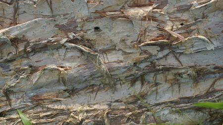 wood motif, wood texture can be used as the background of a pictureの写真素材